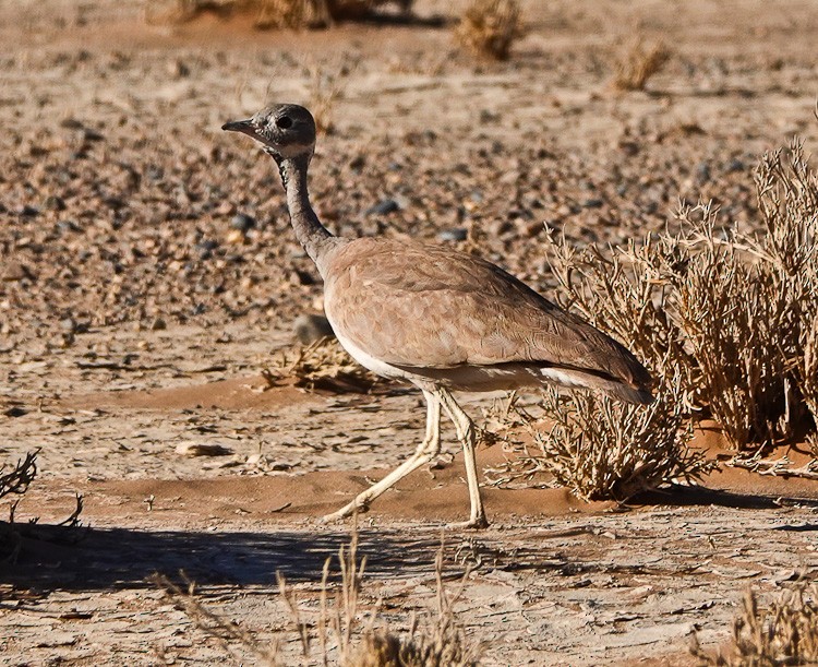 Rüppell's Bustard - ML620190844