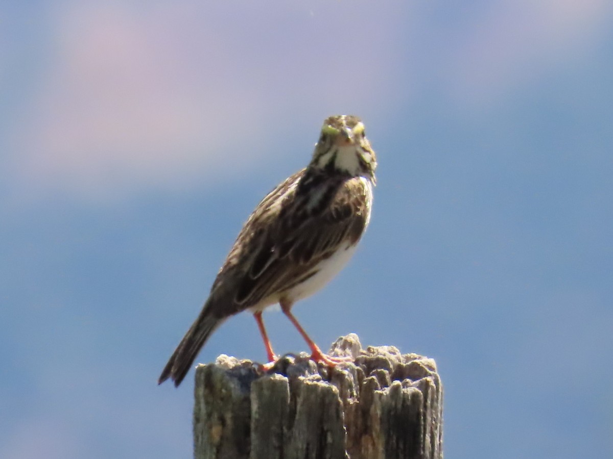 Savannah Sparrow - ML620190846