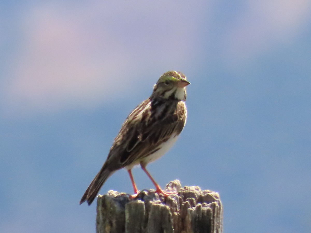 Savannah Sparrow - ML620190847