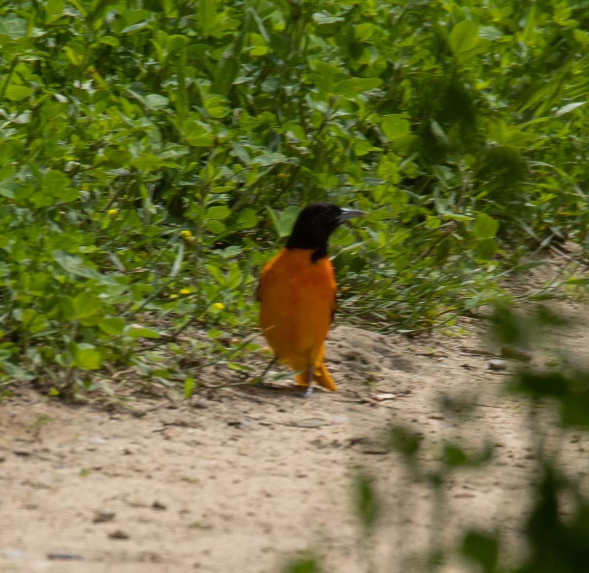 Oriole de Baltimore - ML620190849