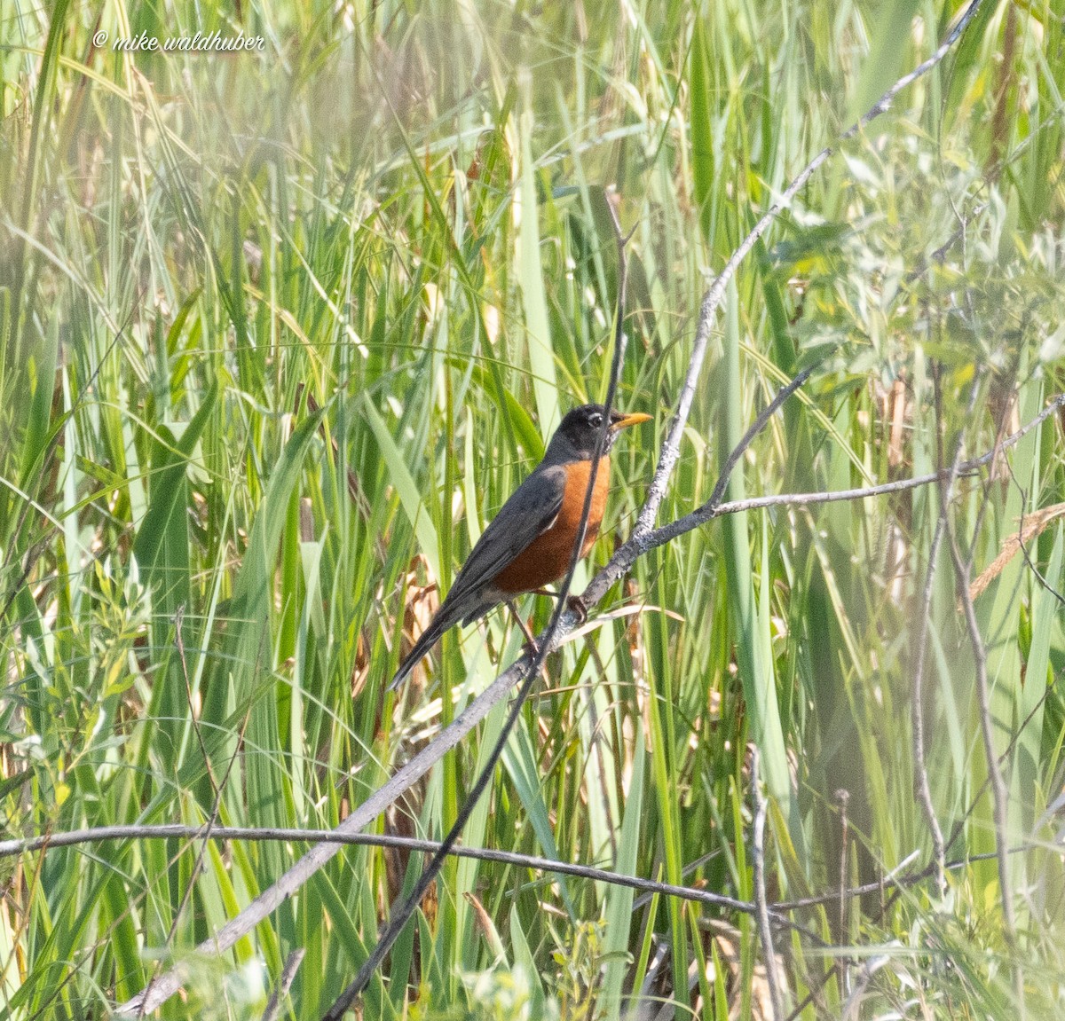 American Robin - ML620190853