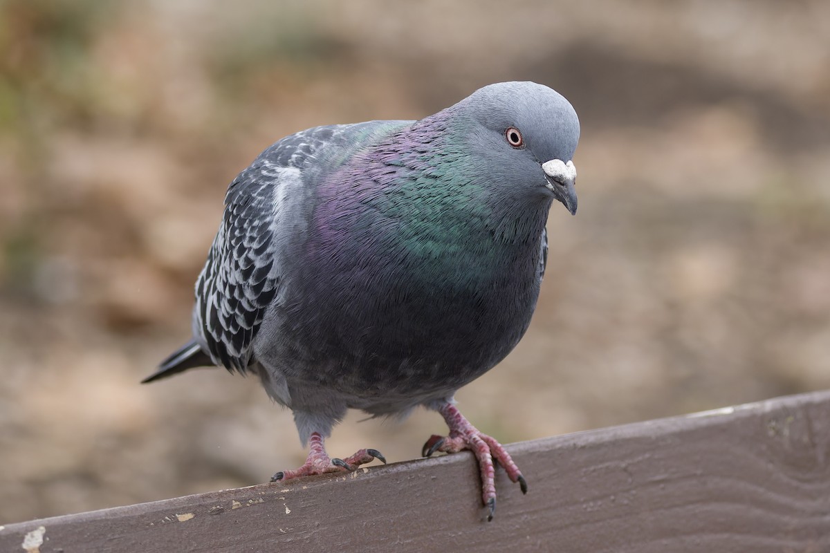 Rock Pigeon (Feral Pigeon) - ML620190854