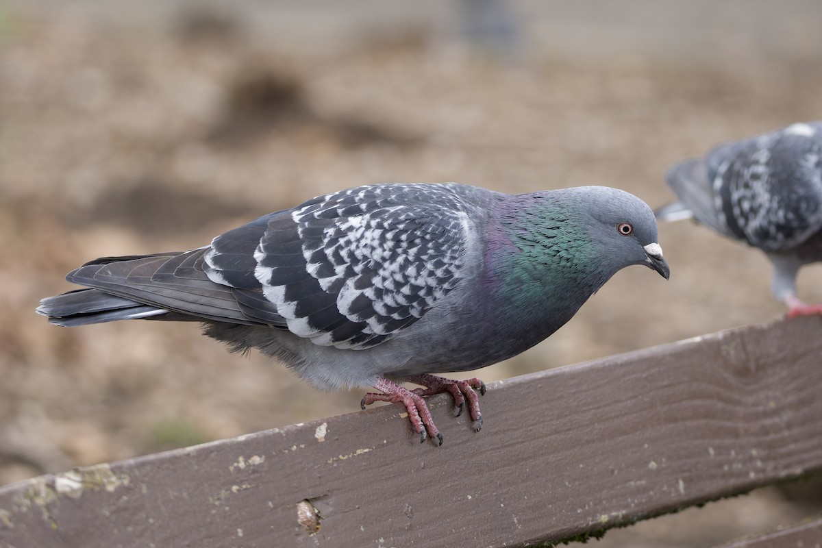 Rock Pigeon (Feral Pigeon) - ML620190855