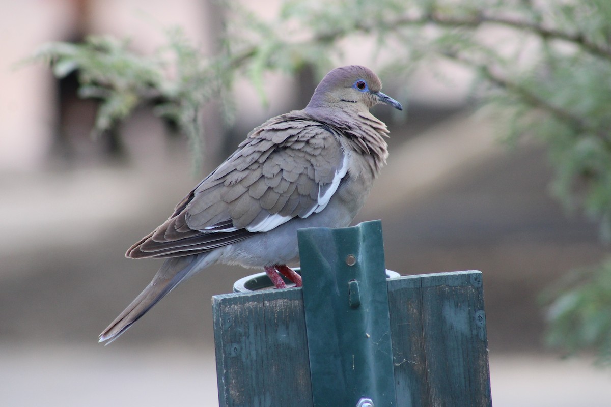 White-winged Dove - ML620190857