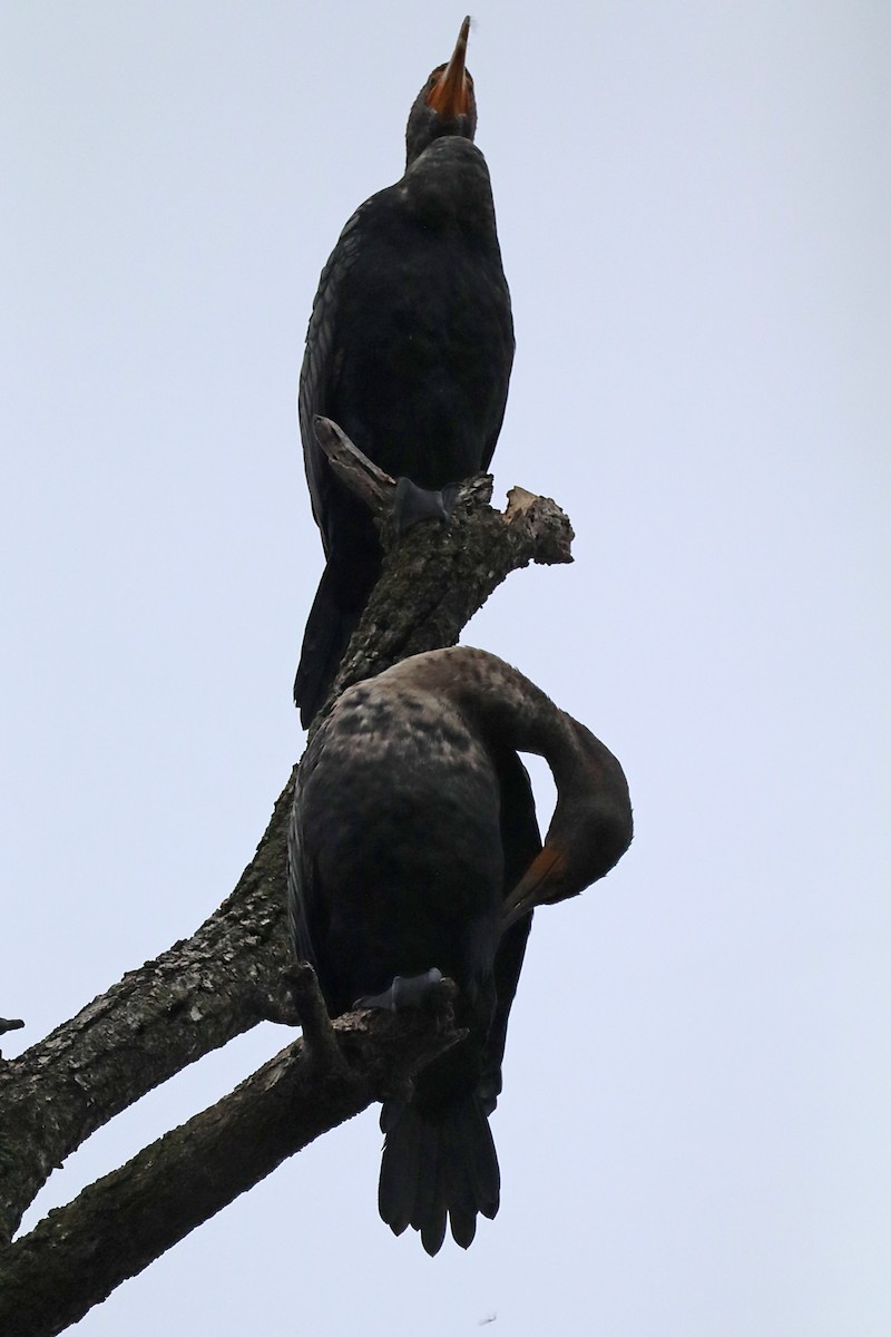 Double-crested Cormorant - ML620190859