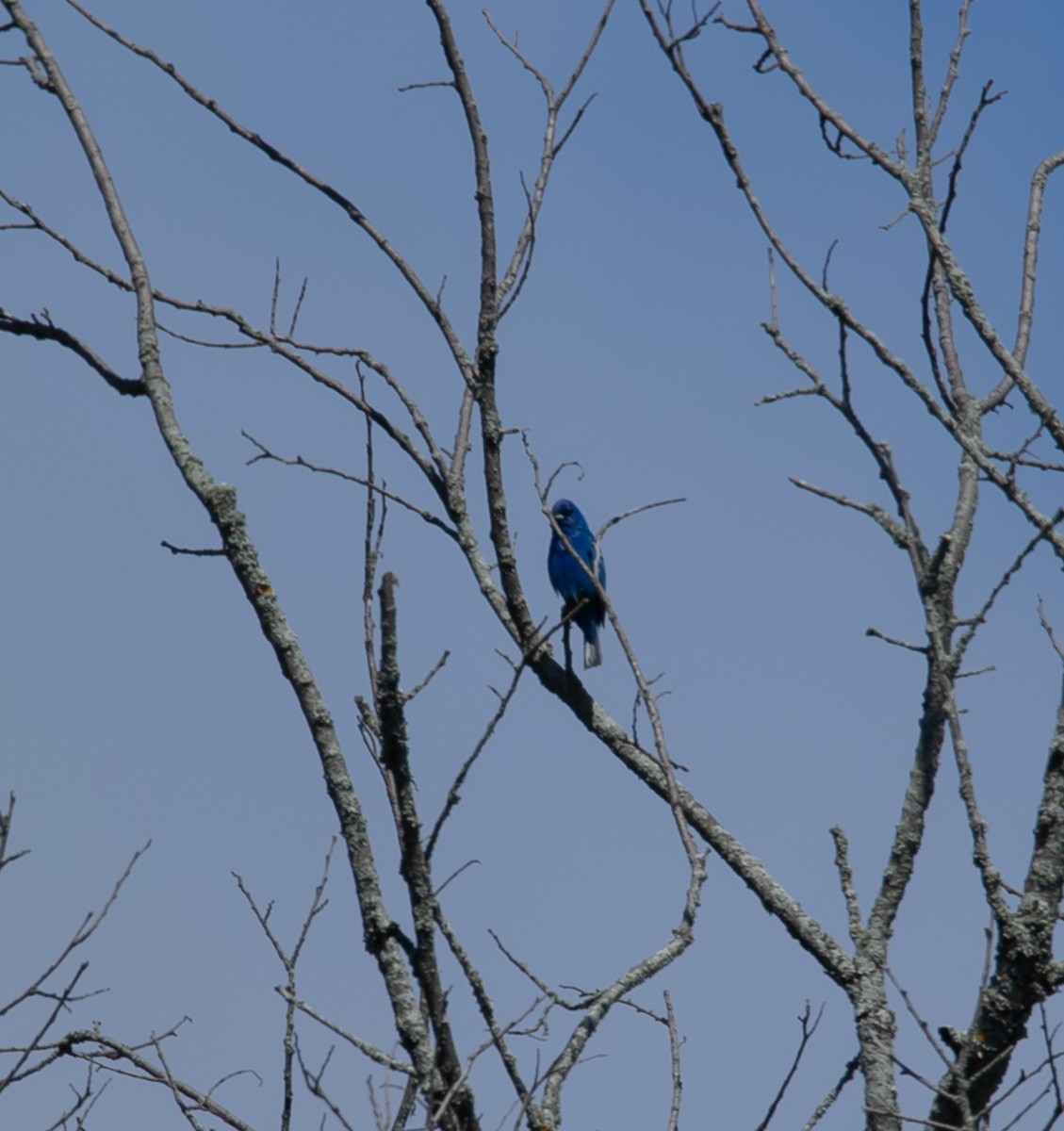 Passerin indigo - ML620190861