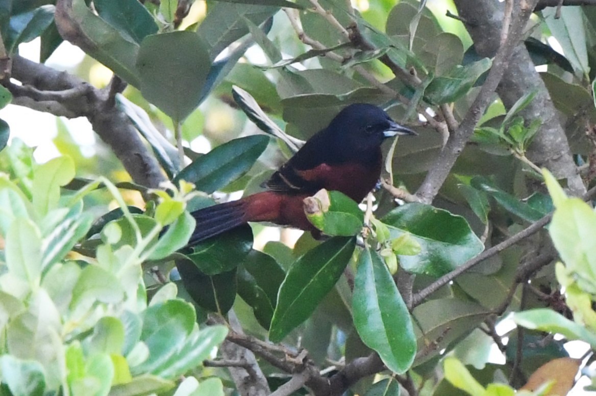 Orchard Oriole - ML620190873