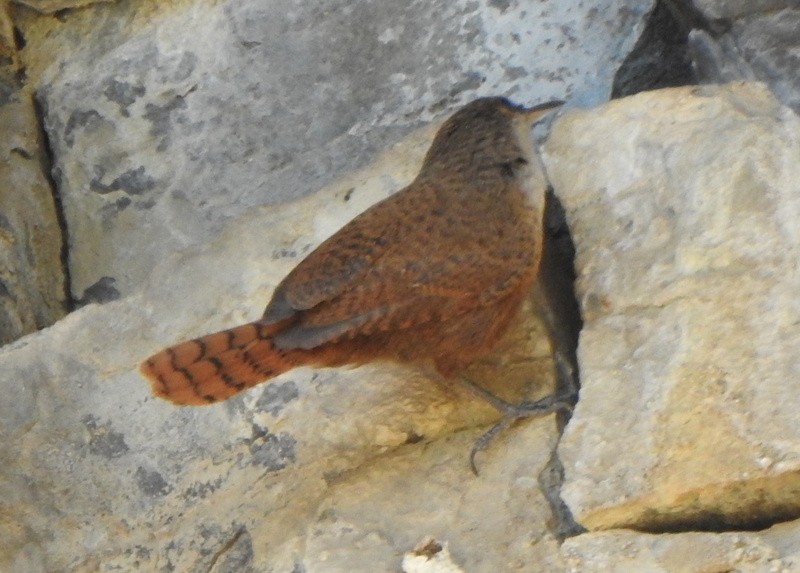 Canyon Wren - Andy Frank