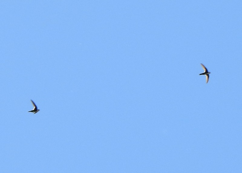 White-throated Swift - Andy Frank