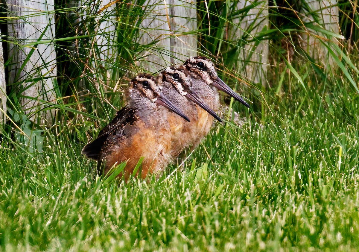 American Woodcock - ML620190888