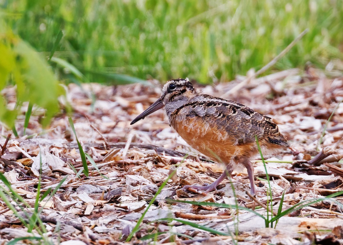 American Woodcock - ML620190889