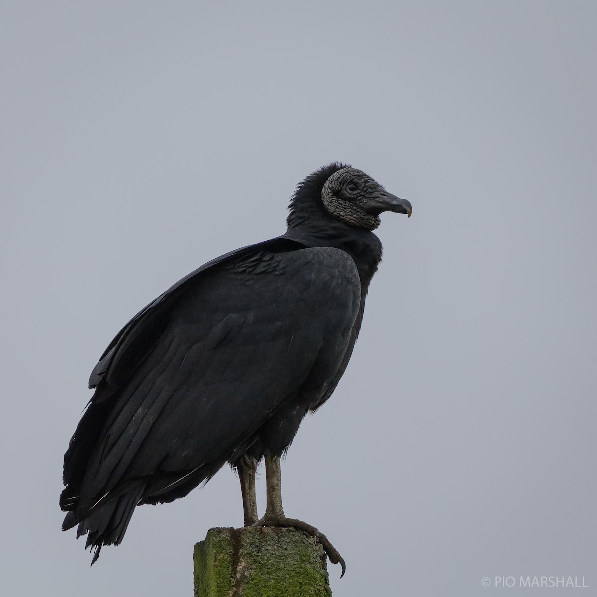 Black Vulture - ML620190892