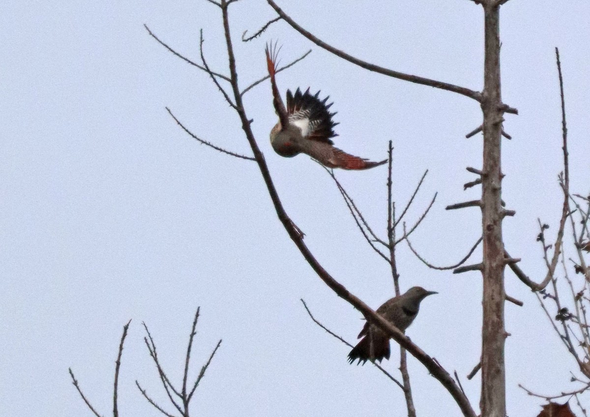 Northern Flicker - ML620190903