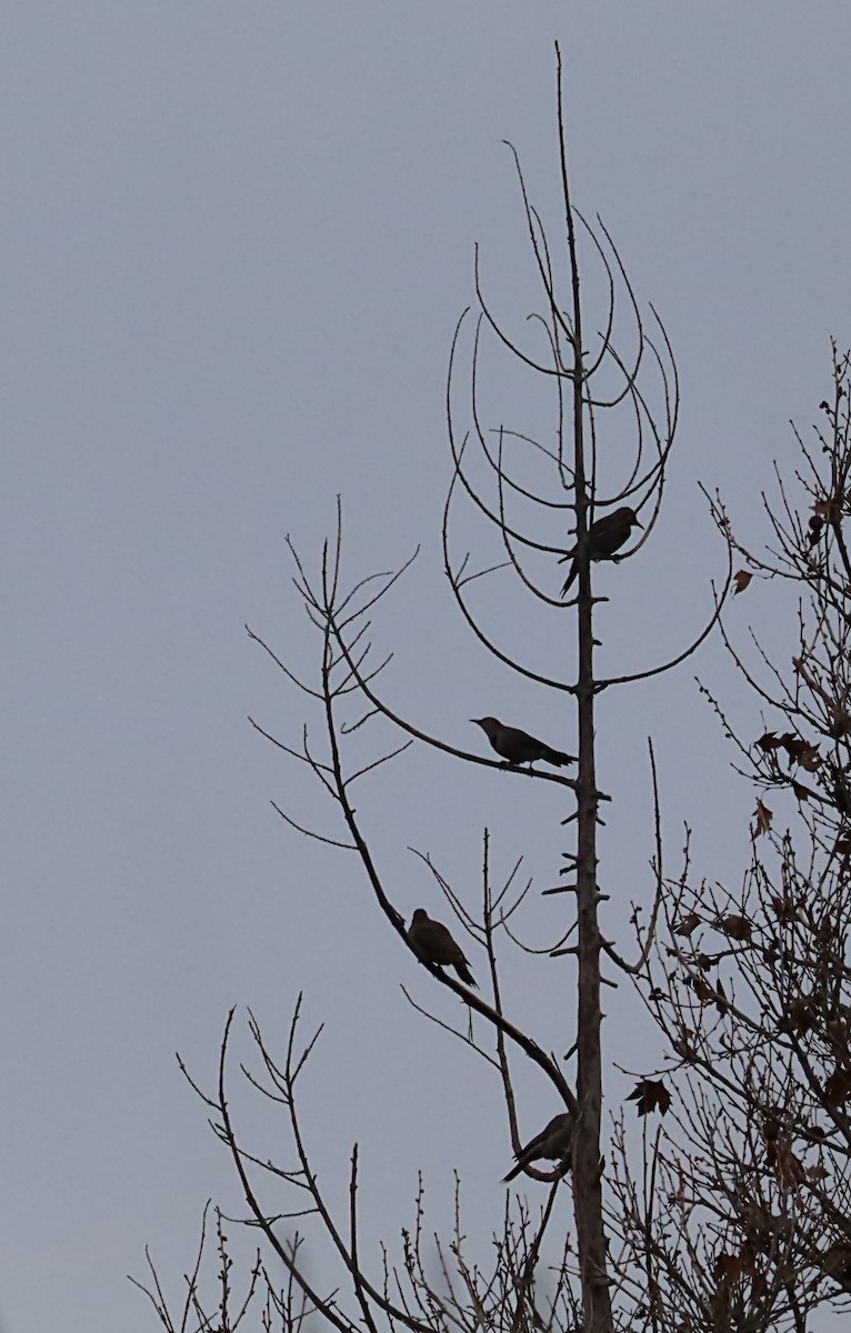 Northern Flicker - ML620190904