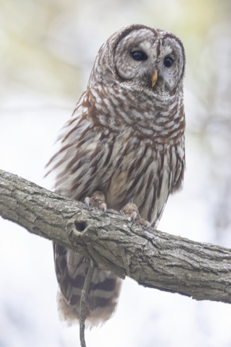 Barred Owl - ML620190910
