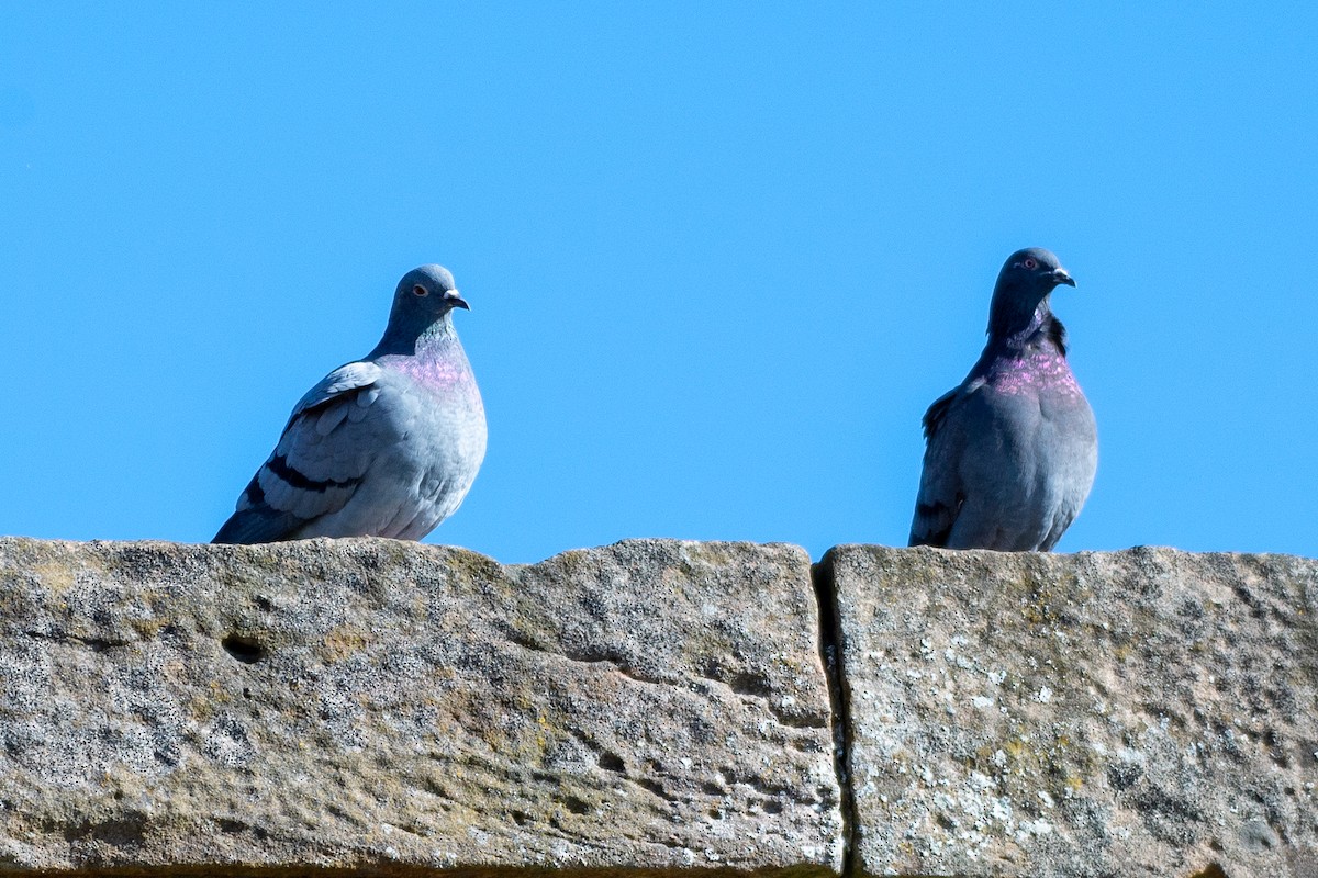 Rock Pigeon (Feral Pigeon) - ML620190914