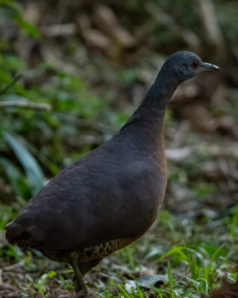 Brown Tinamou - ML620190923