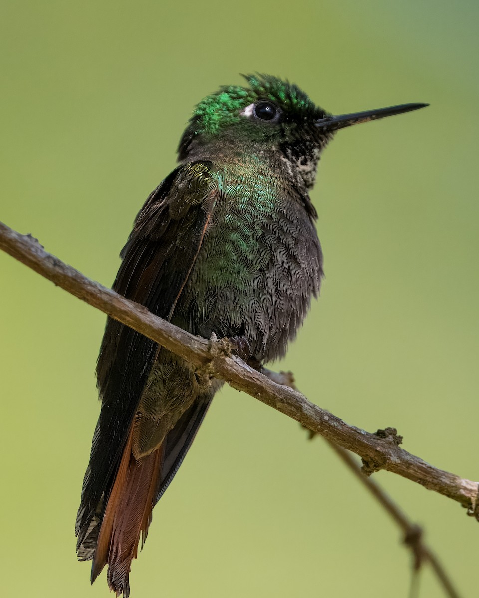 kolibřík brazilský - ML620190925