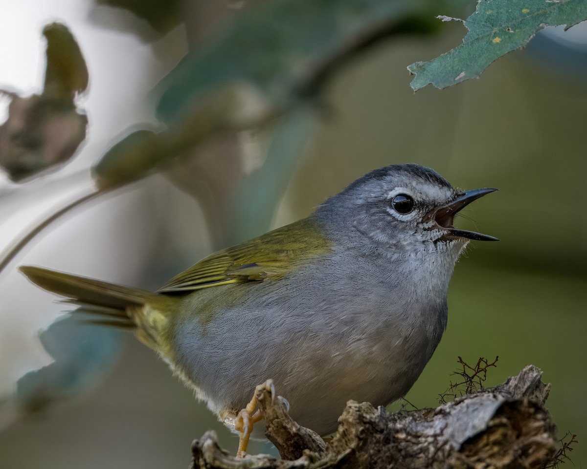 Olivflanken-Waldsänger - ML620190928