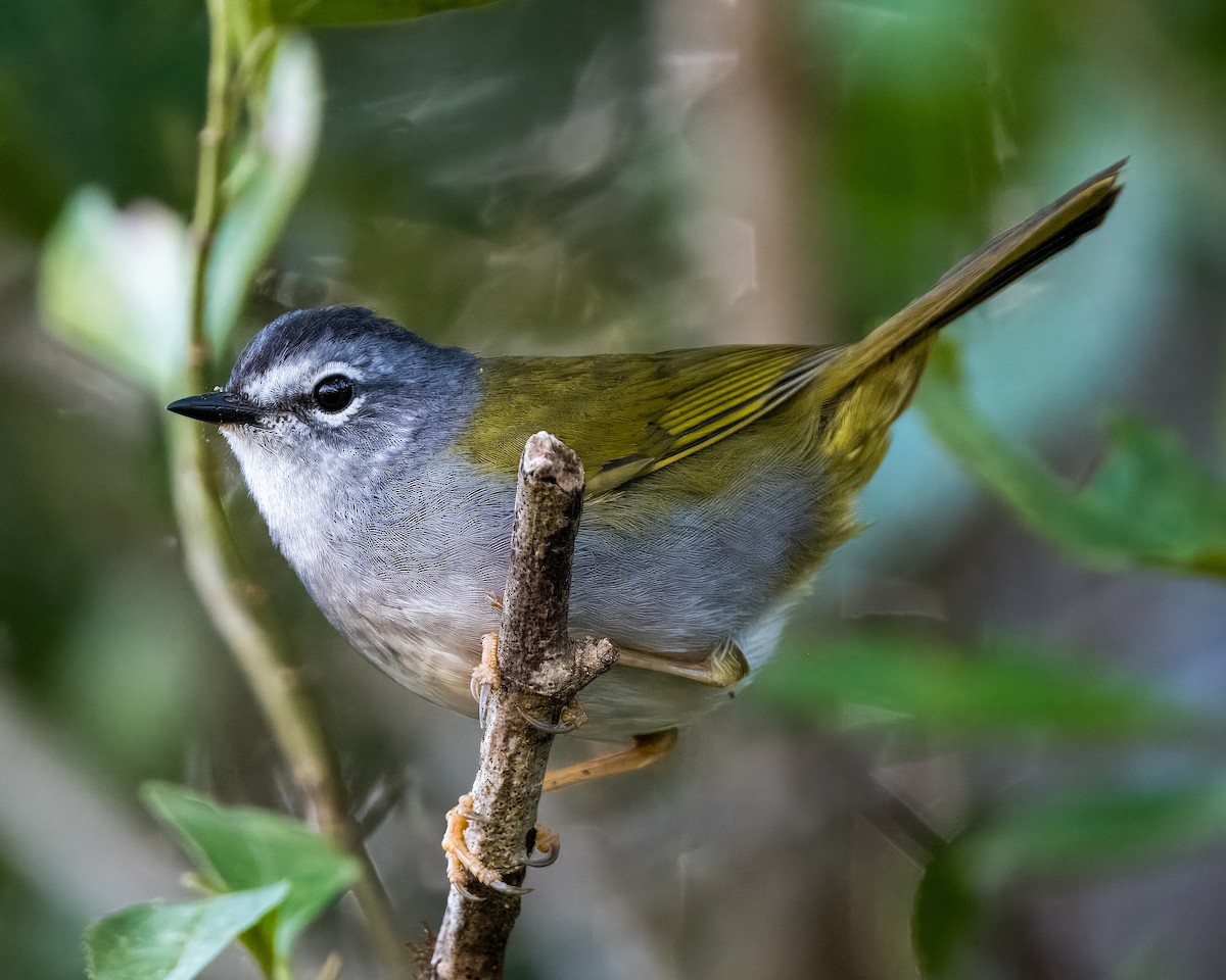 White-browed Warbler - ML620190929