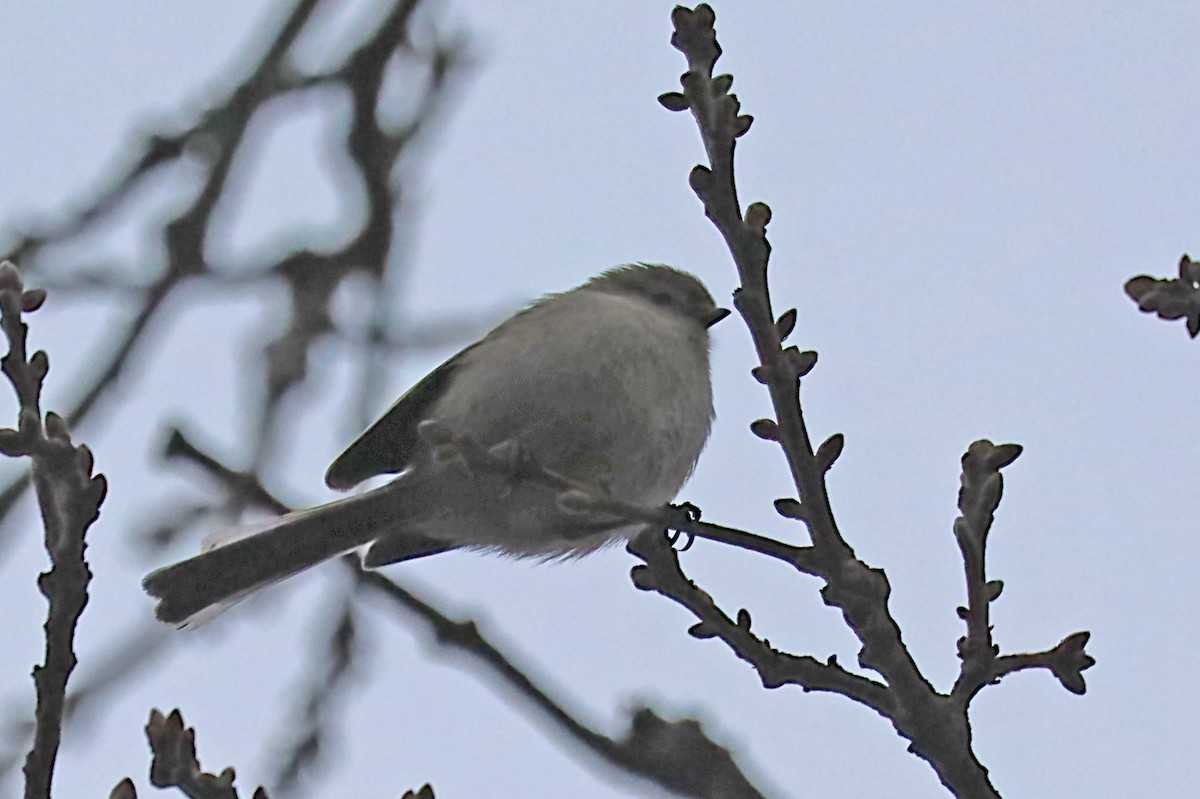 Bushtit - ML620190930