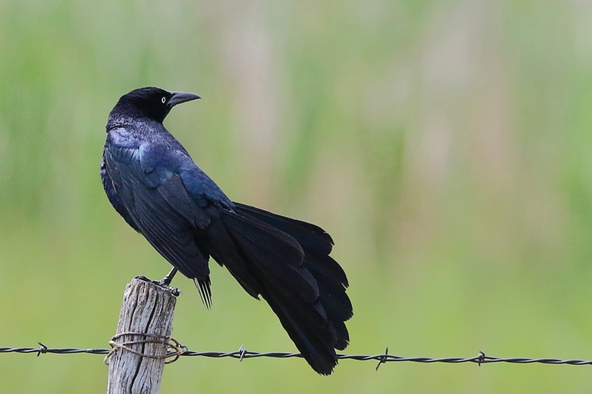 Great-tailed Grackle - ML620190935