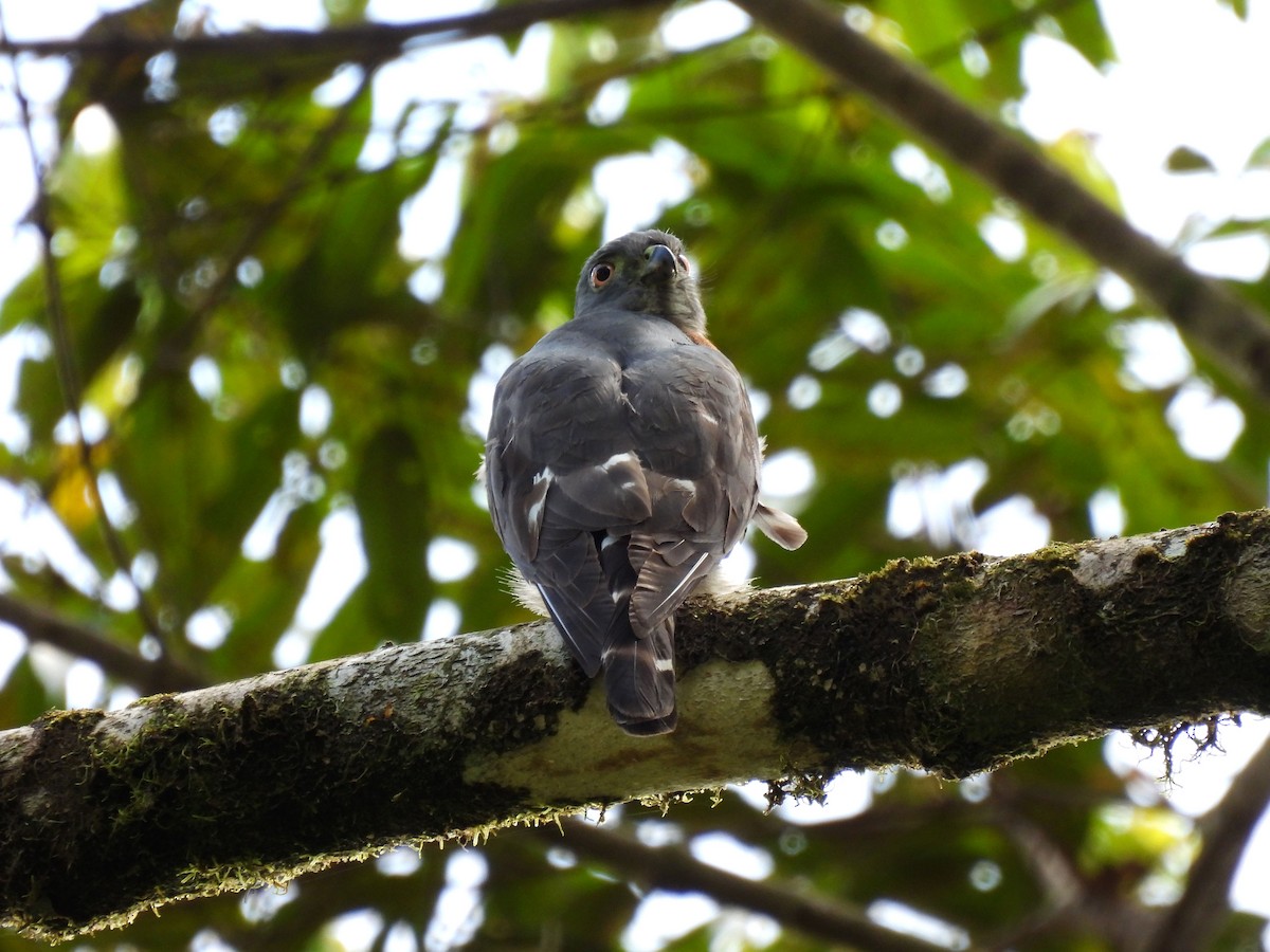 Double-toothed Kite - ML620190945