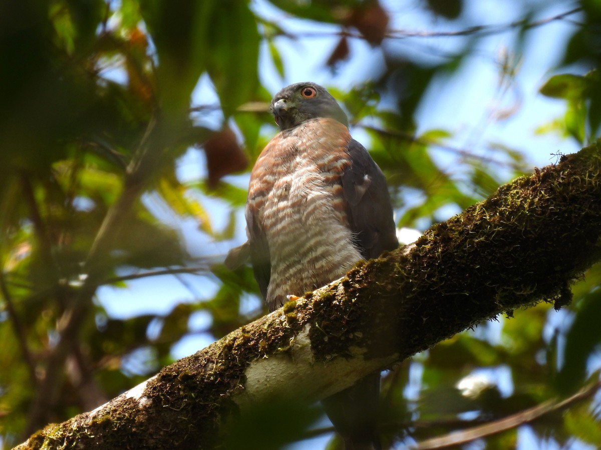 Double-toothed Kite - ML620190946