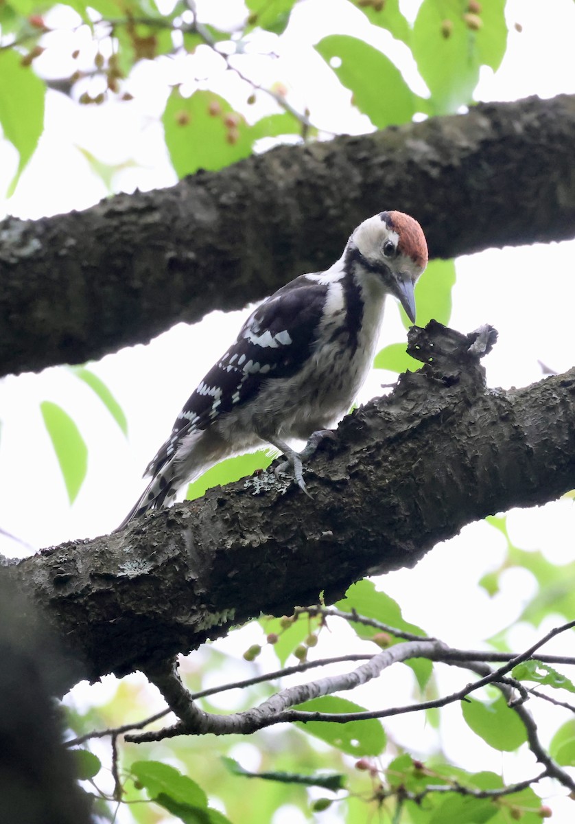 White-backed Woodpecker - ML620190949