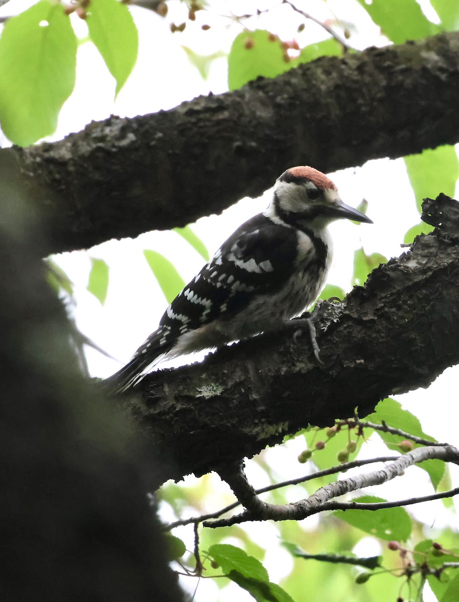 White-backed Woodpecker - The falcon cannot hear the falconer