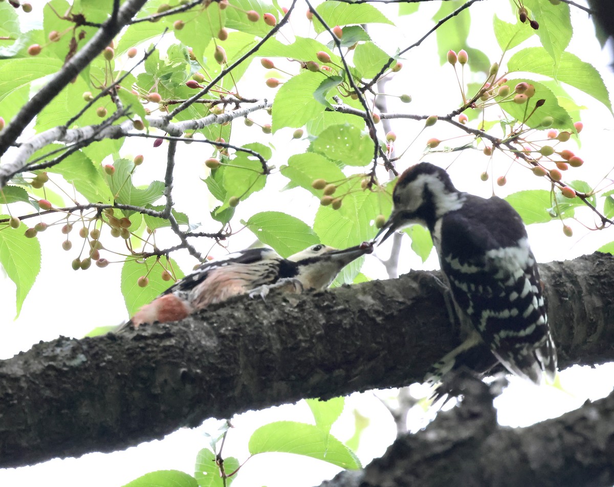 White-backed Woodpecker - ML620190951