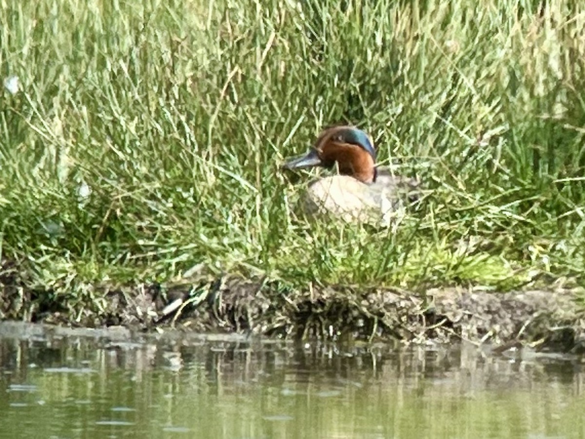 Green-winged Teal - ML620190953