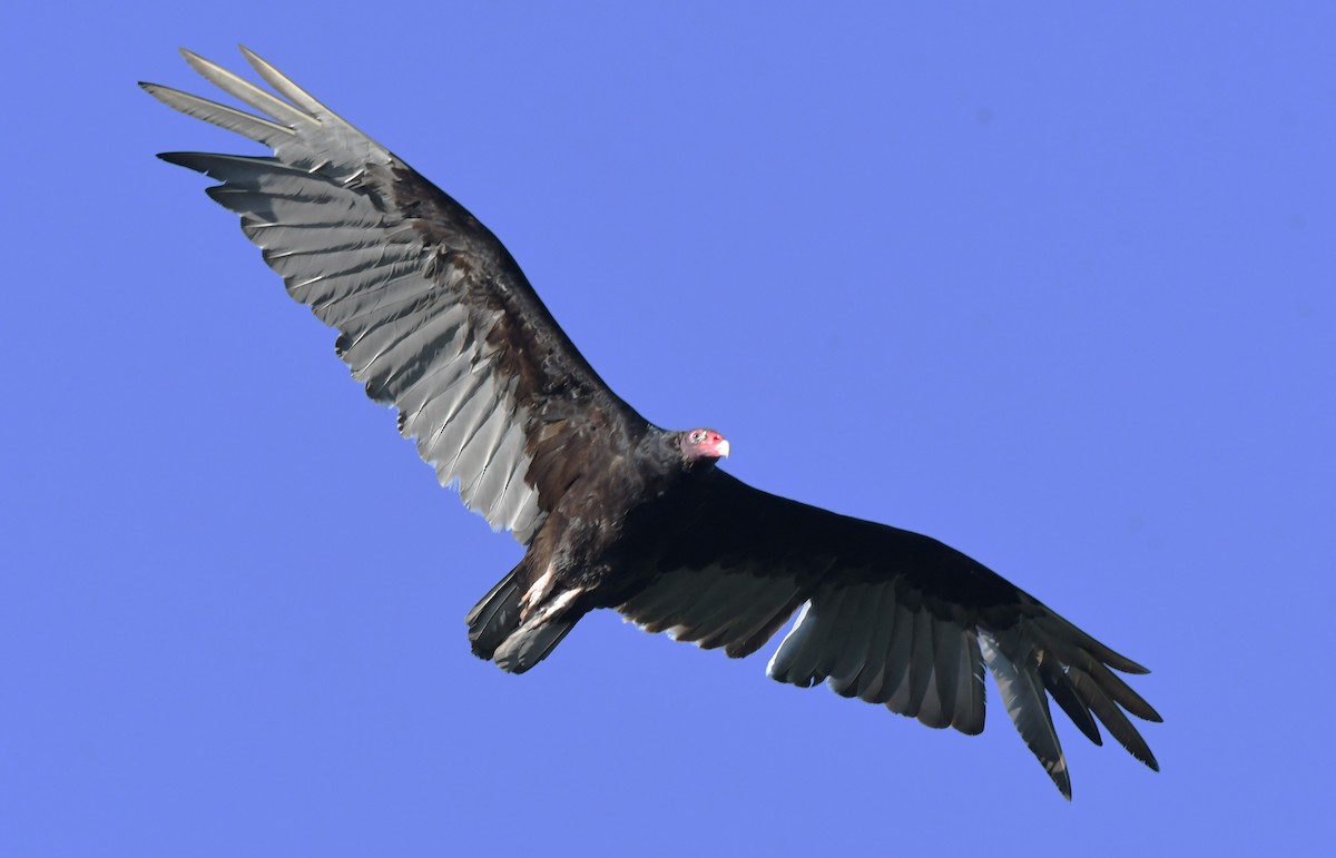 Turkey Vulture - ML620190956