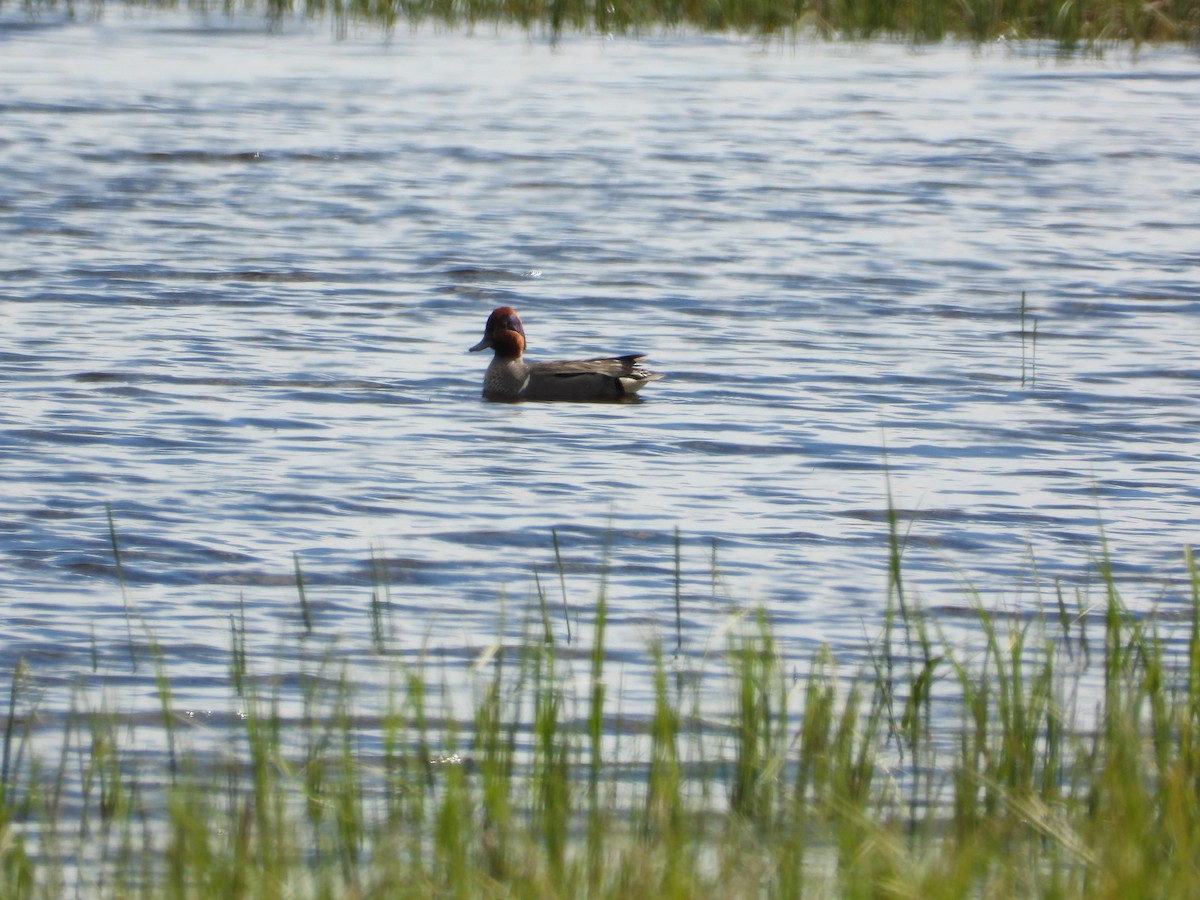 Green-winged Teal - ML620190957