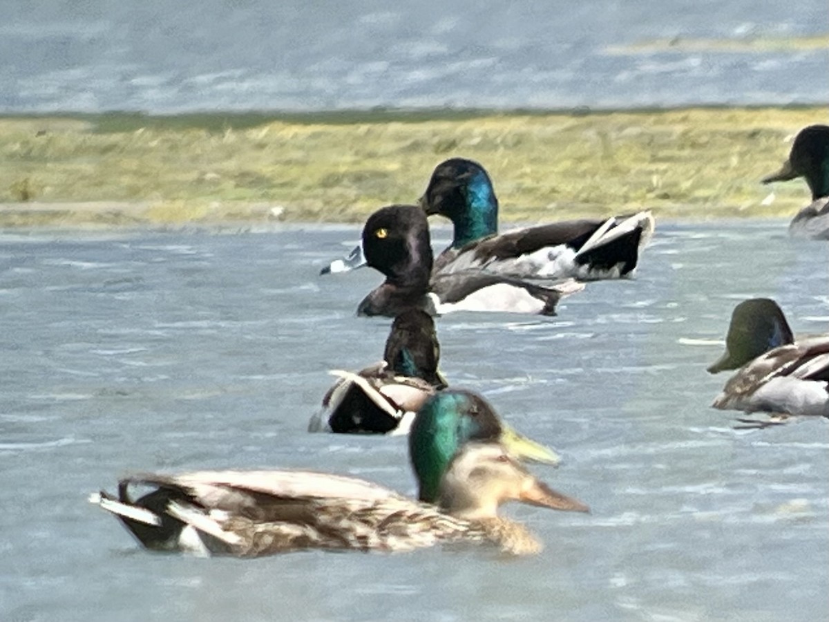 Ring-necked Duck - ML620190960