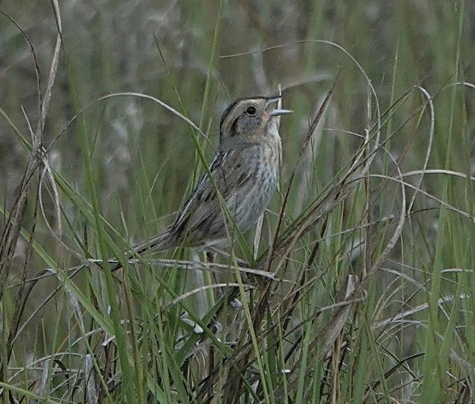 Saltmarsh Sparrow - ML620190964