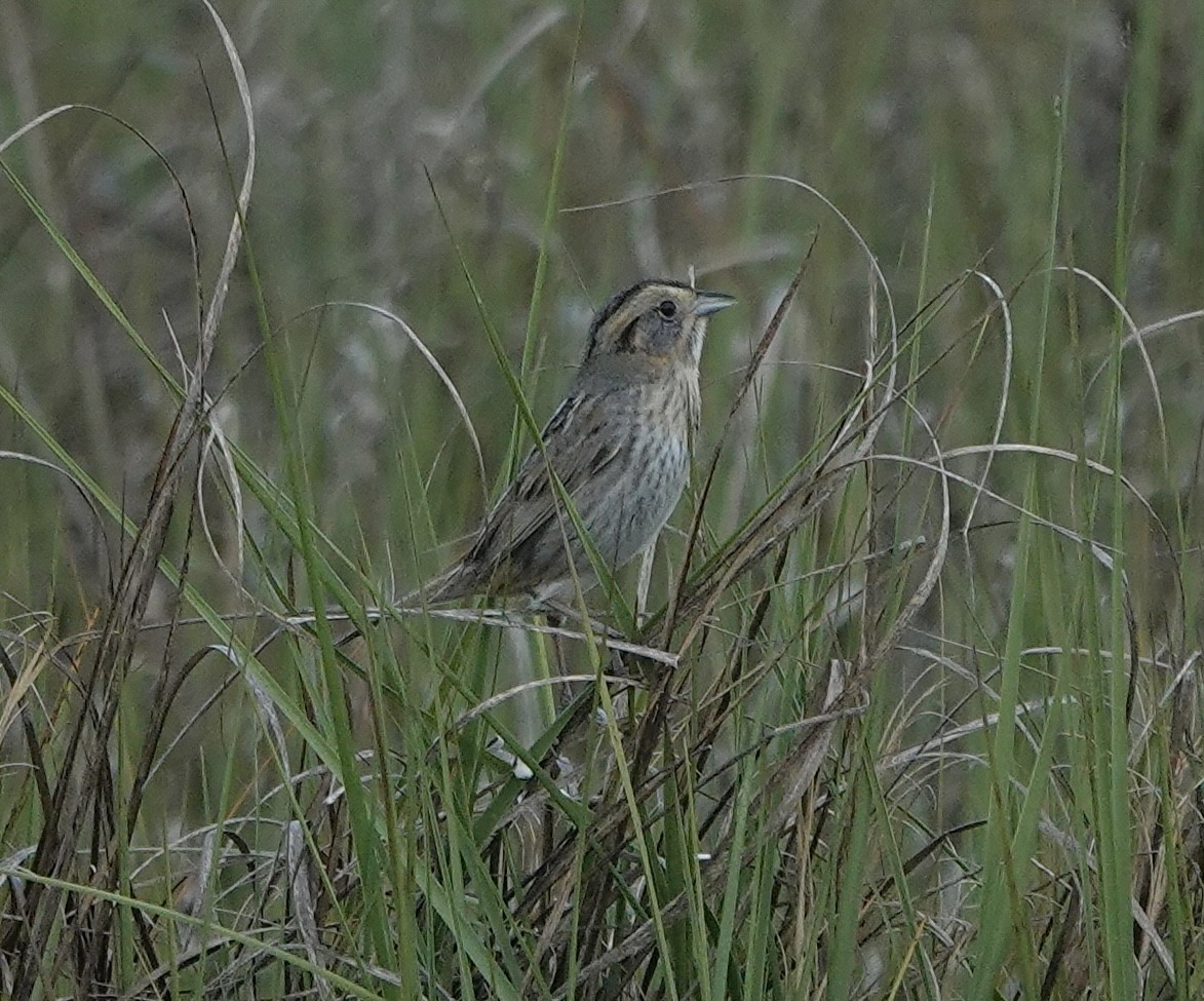 Saltmarsh Sparrow - ML620190966