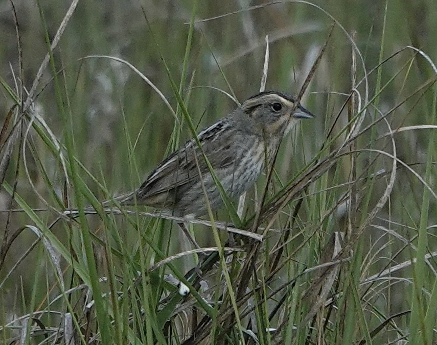 Saltmarsh Sparrow - ML620190967