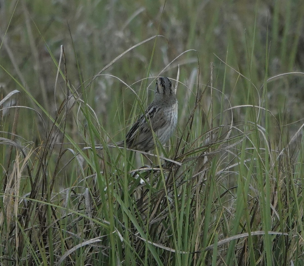 Saltmarsh Sparrow - ML620190970