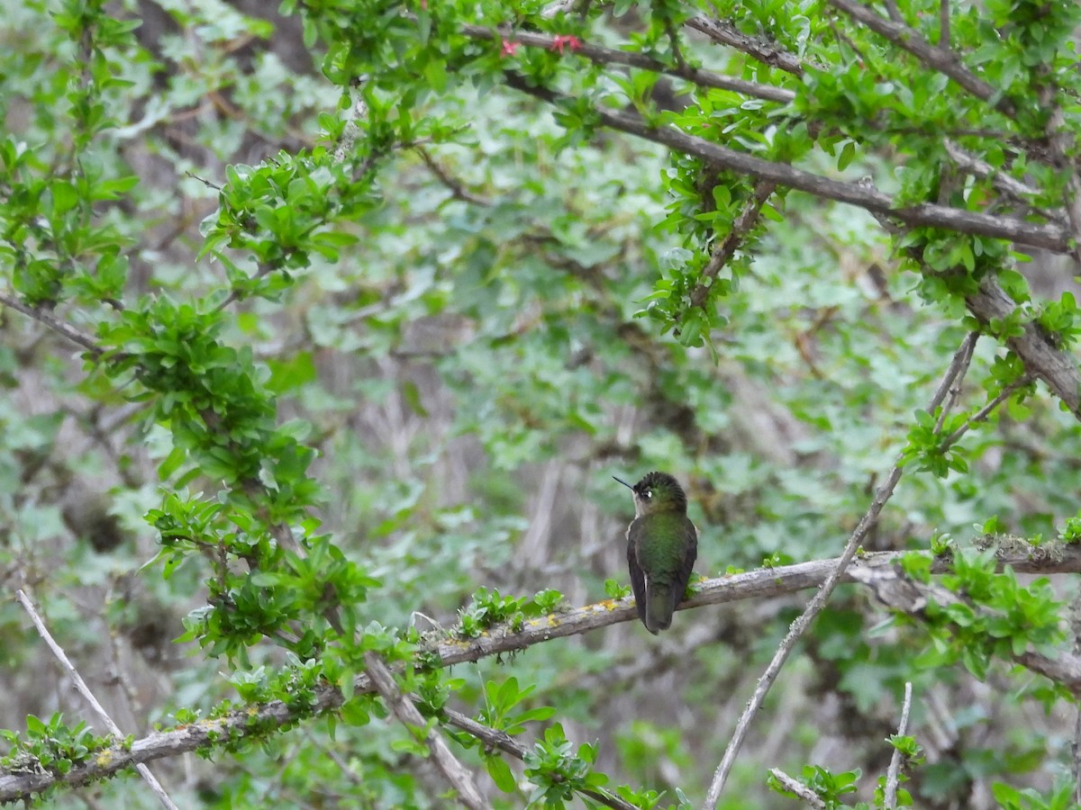 Chilekolibri - ML620190971