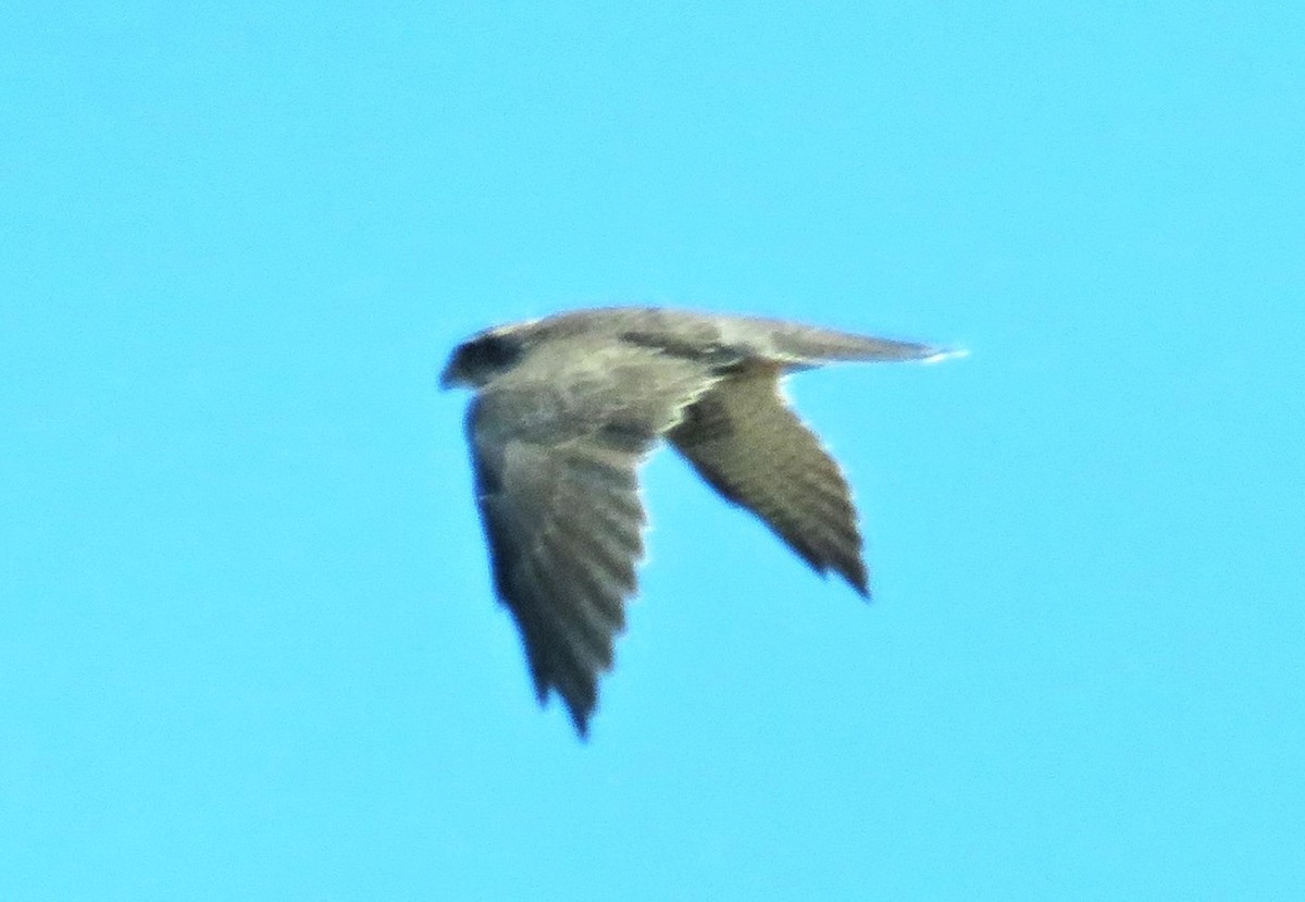 Prairie Falcon - ML620190981