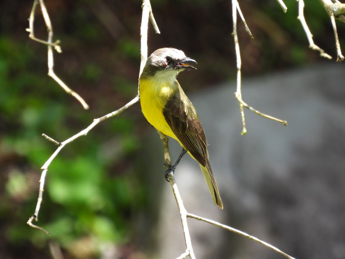 Gray-capped Flycatcher - ML620190984