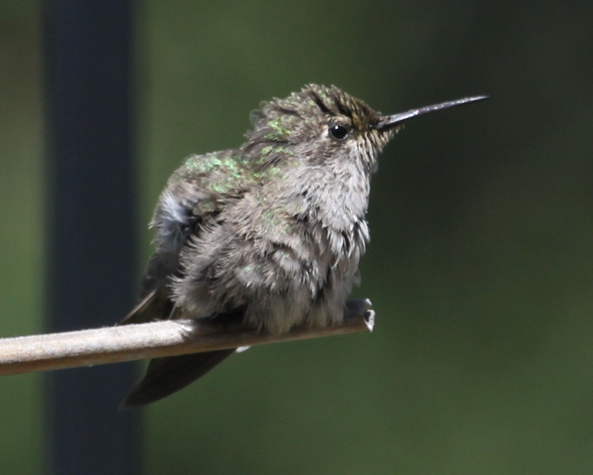 hummingbird sp. - ML620190987