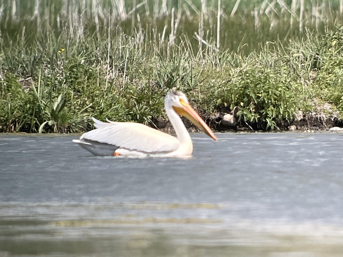 American White Pelican - ML620190991