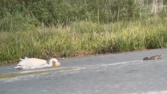 American White Pelican - ML620190992