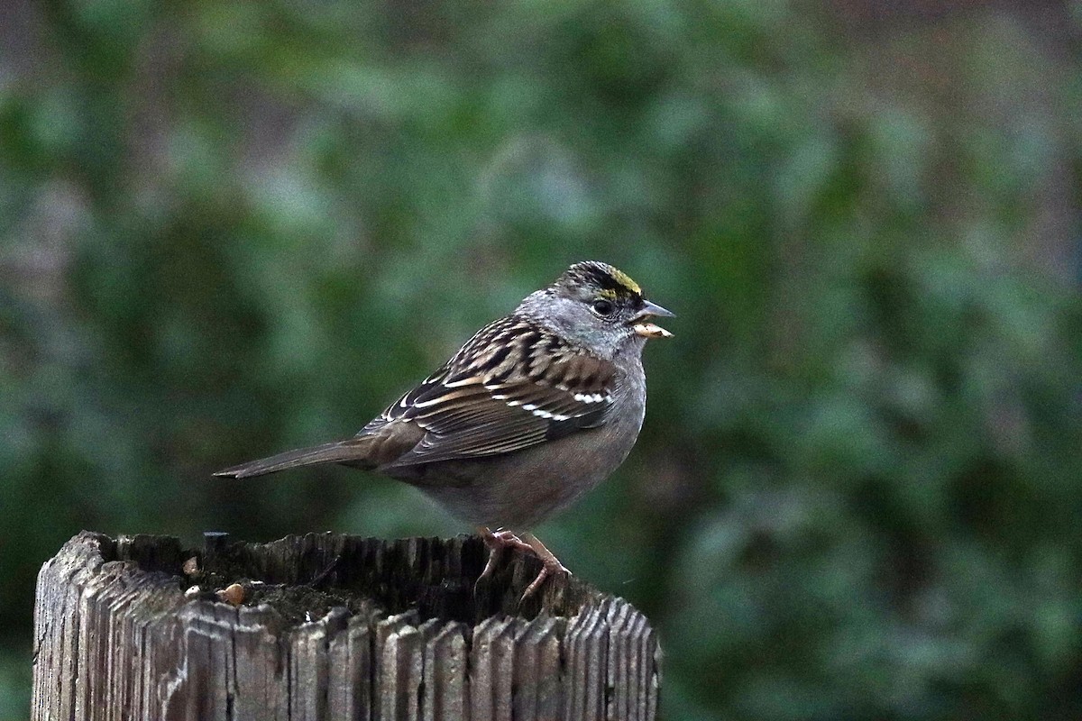 Golden-crowned Sparrow - ML620190993
