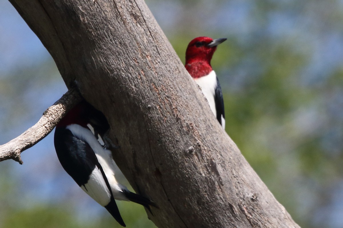 Red-headed Woodpecker - ML620190994