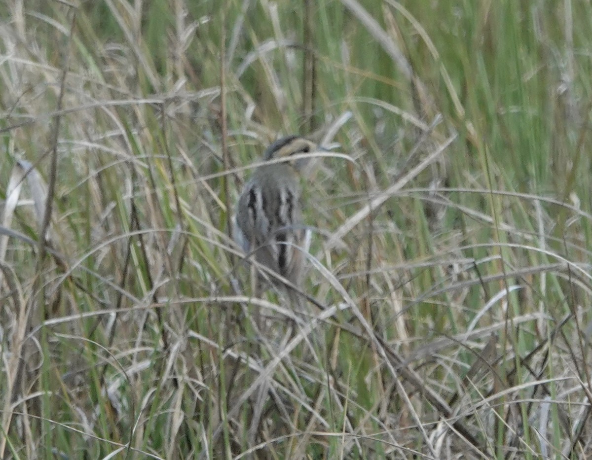 Saltmarsh Sparrow - ML620190998