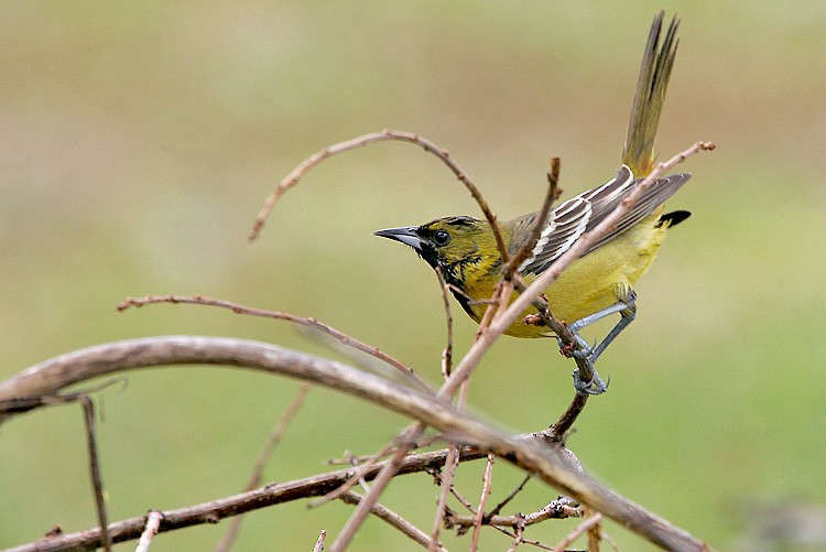 Orchard Oriole - ML620191007