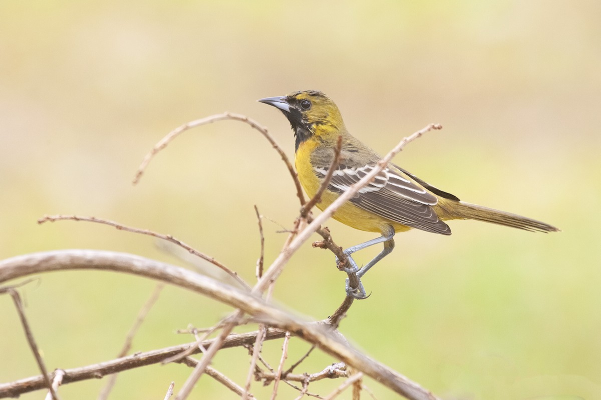 Orchard Oriole - ML620191008